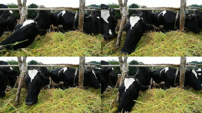 泰国农场的奶牛泰国农场的奶牛