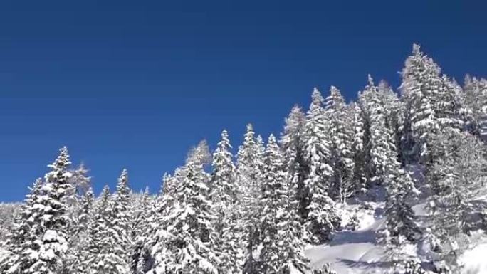 空中: 新鲜的白雪覆盖了云杉树和陡峭的山坡