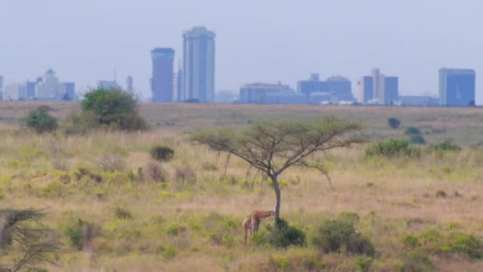 长颈鹿在内罗毕大城市前吃树叶