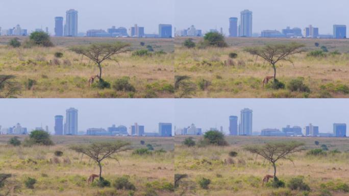 长颈鹿在内罗毕大城市前吃树叶