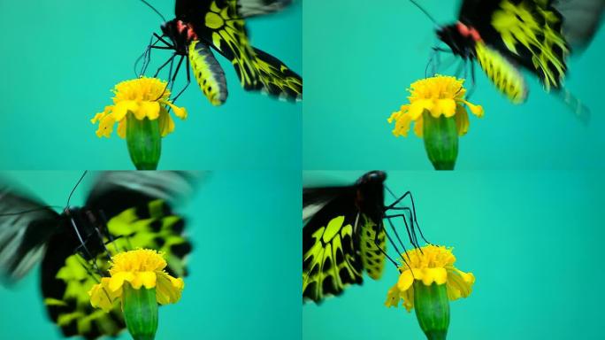 金鸟蝶（Troides aeacus）