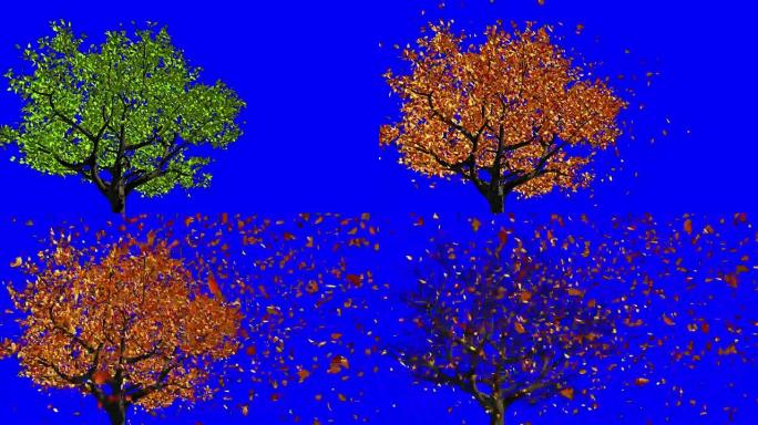 从春季到秋季季节变化的概念。叶子出现在树上，它们变成黄色，然后脱落。蓝屏。