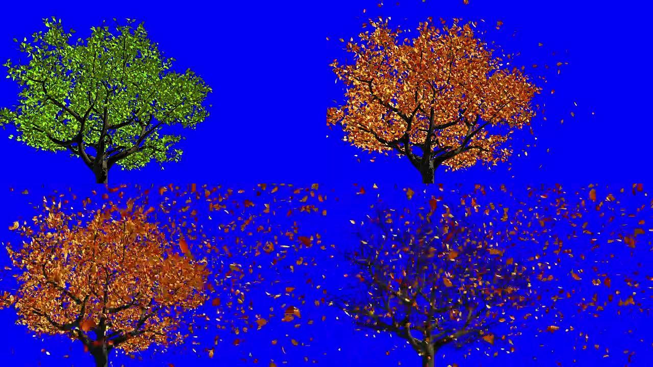从春季到秋季季节变化的概念。叶子出现在树上，它们变成黄色，然后脱落。蓝屏。