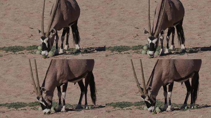 4K Gemsbok/Oryx以野生tsamma瓜为食，这是干旱时期重要的水分来源