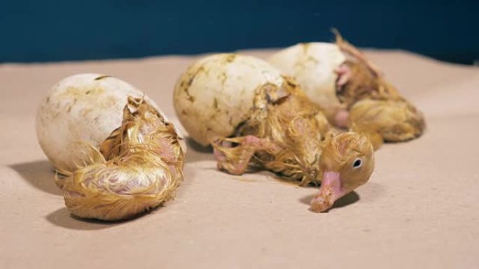 孵化过程中的三只小鸭子