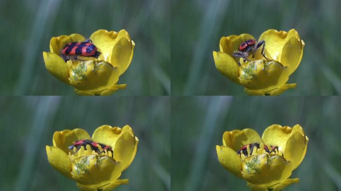 黄色花朵上有红色和黑色的毛茸茸的昆虫