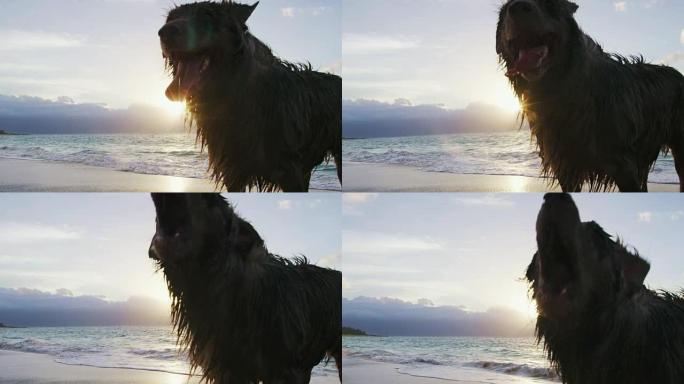 澳大利亚牧羊犬的特写镜头。海滩上的狗