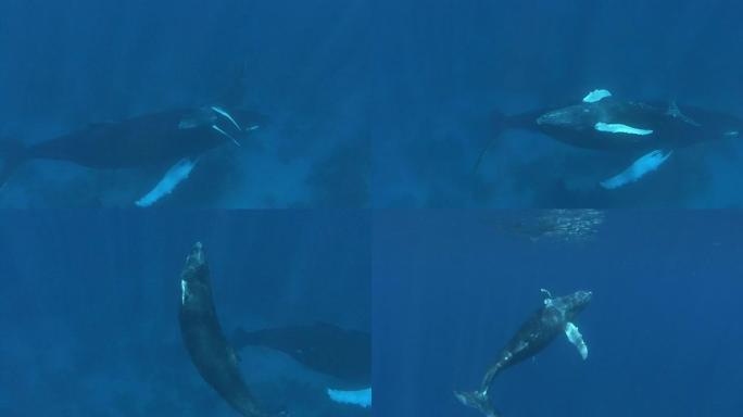 座头鲸热带座头鲸海洋大海野生动物