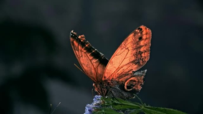 美丽的蝴蝶打开和关闭翅膀