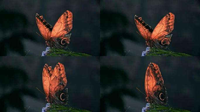 美丽的蝴蝶打开和关闭翅膀