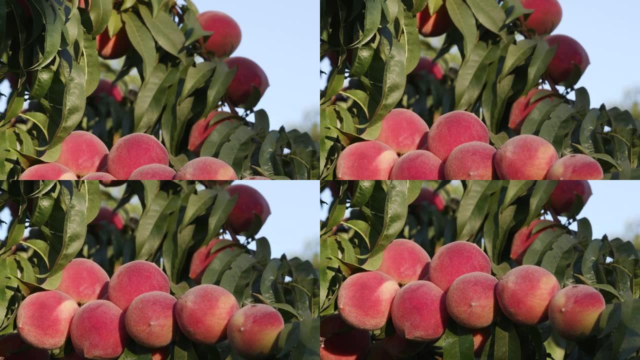 一堆成熟的桃子长在果树上