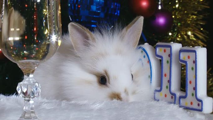 兔子和新年兔子和新年