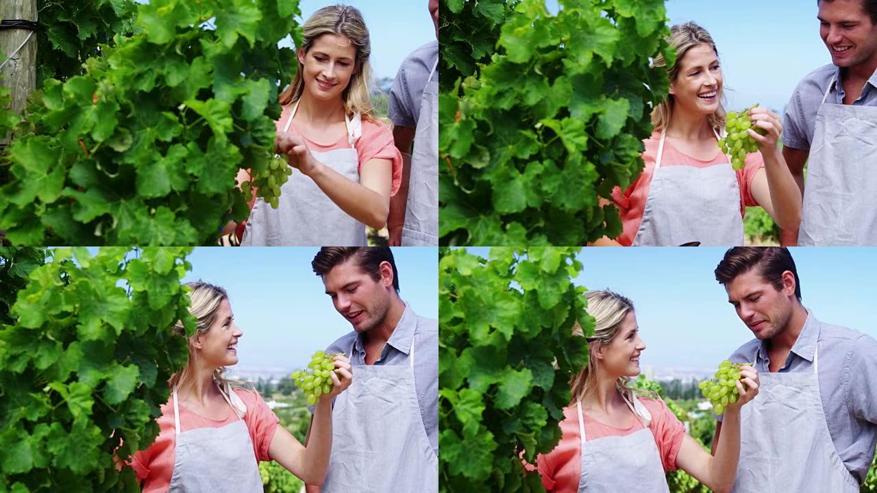 幸福的夫妇在葡萄园收获葡萄