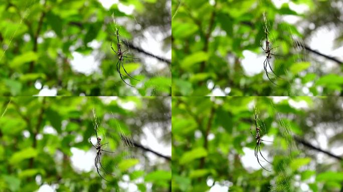 蜘蛛绿色小清新夏季夏天自然生态