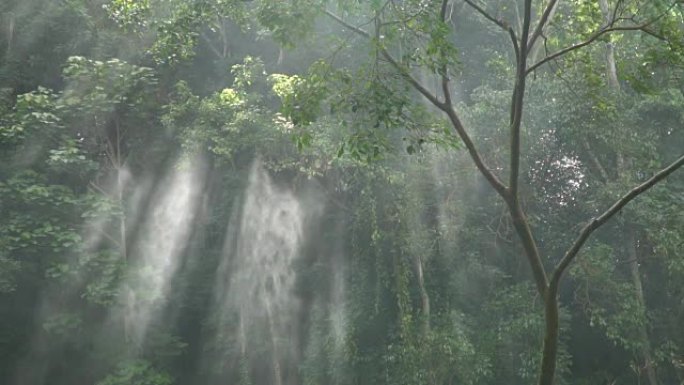阳光通过树木与喷雾的慢动作。