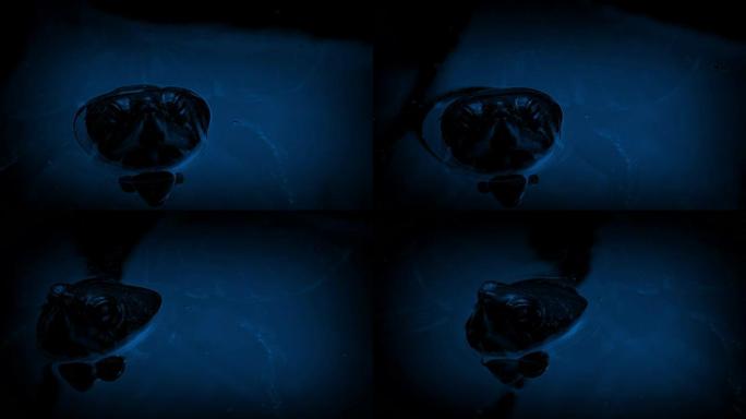 水龟晚上漂浮在水中