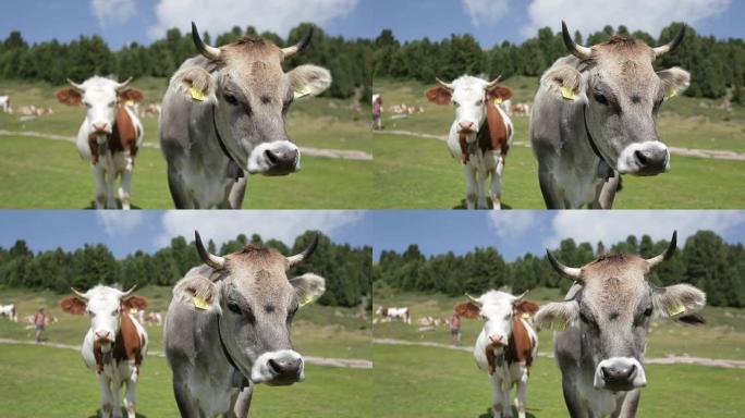 意大利白云石上的奶牛