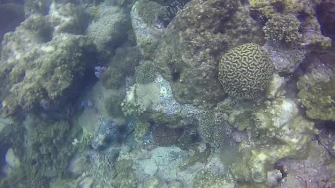 HD格式: 当海面温度升高导致珊瑚虫内的共生虫黄藻被排出时，就会发生珊瑚白化。没有虫黄藻，珊瑚看起来