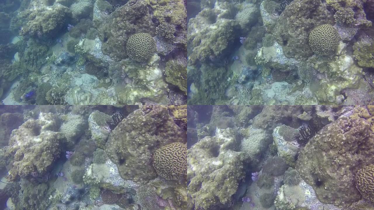 HD格式: 当海面温度升高导致珊瑚虫内的共生虫黄藻被排出时，就会发生珊瑚白化。没有虫黄藻，珊瑚看起来