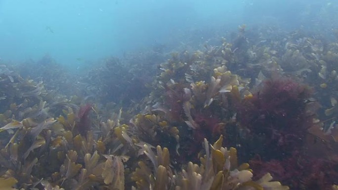 海草热带鱼群海洋大海野生动物