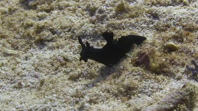 Nudibranch（海蛞蝓）镜头