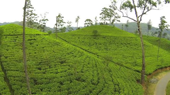 空中: 飞越茶叶种植