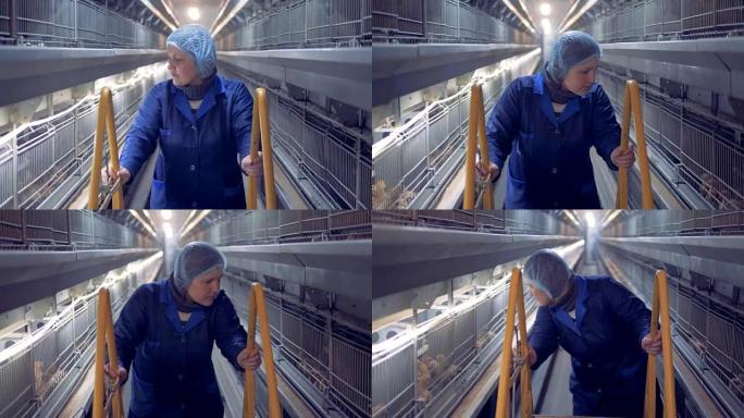 禽舍员工向前移动梯子并观察笼子里的鸡的前视图