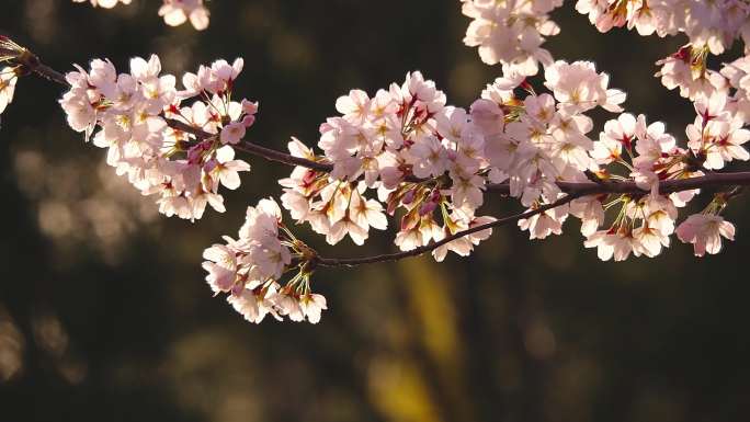 樱花花开花瓣飘落樱花爱情春天日本樱花