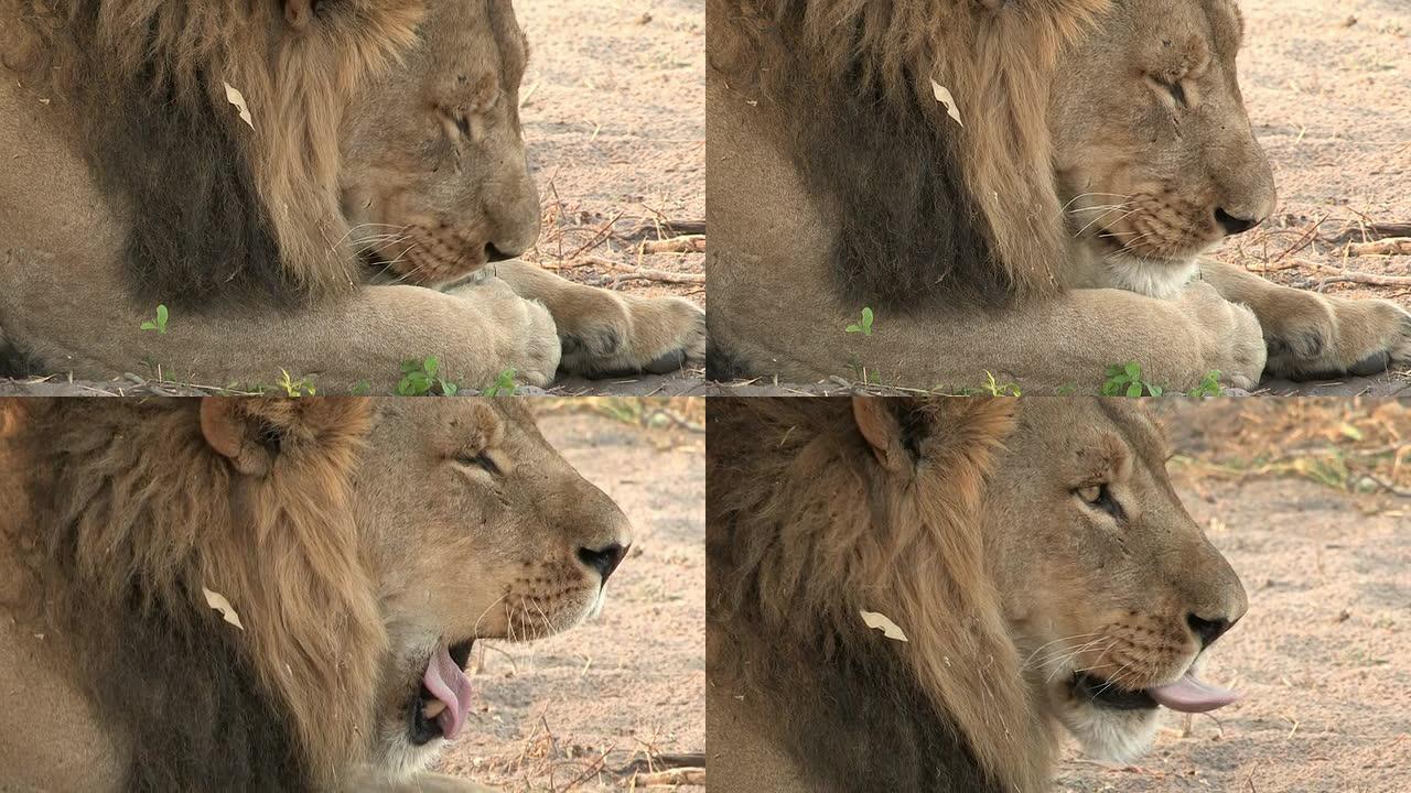 雄性狮子舔爪子的镜头