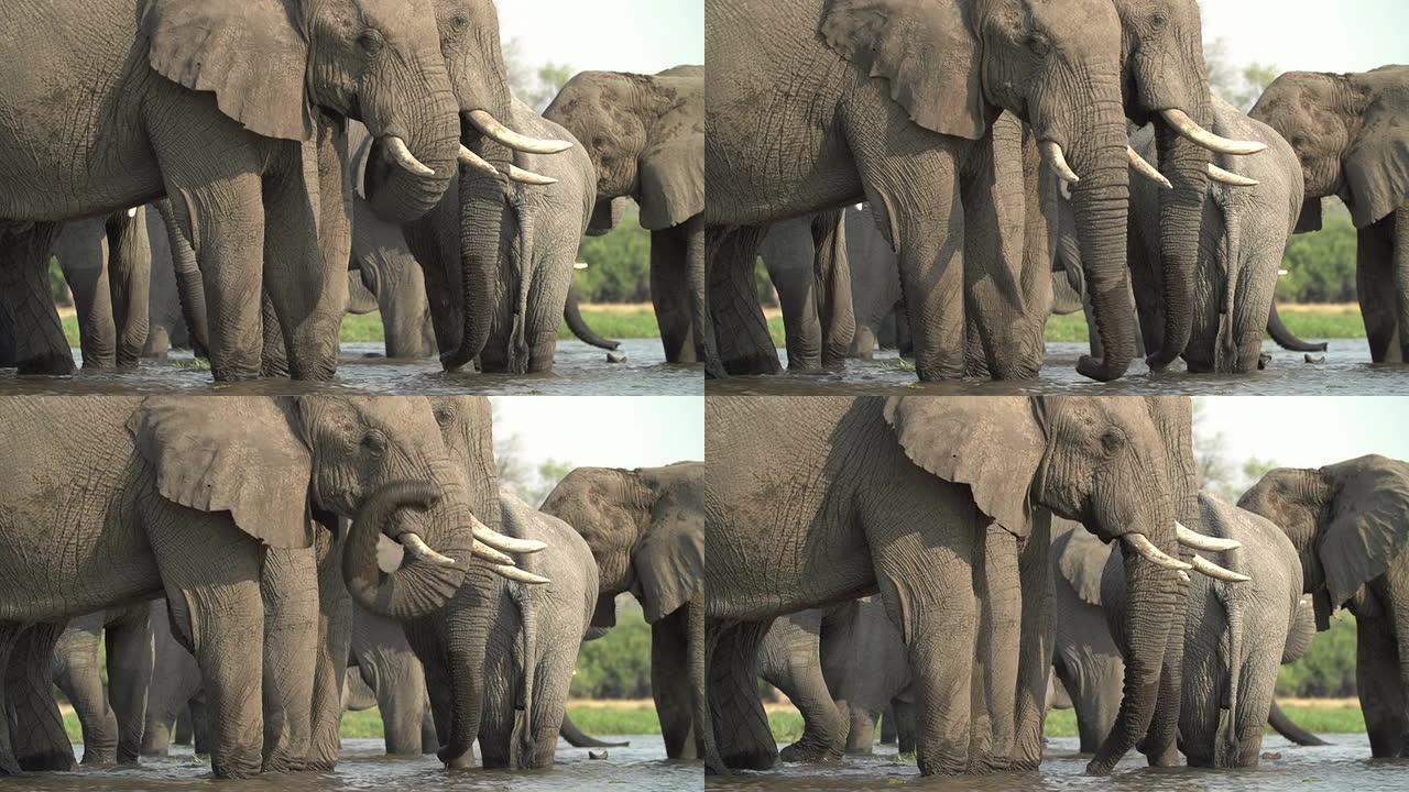 在博茨瓦纳河上繁殖的大象群