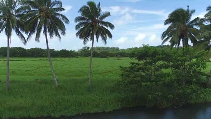 空中: 在美丽的夏威夷岛上飞越河流和茂密的棕榈树冠层
