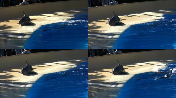 海豚跳跃海豚飞跃跳跃狂欢大海海面鱼群畅游