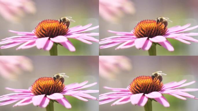 慢动作特写: 蜜蜂从开花的花朵中收集蜂蜜和花粉