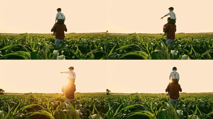男农民肩上扛着儿子，在阳光明媚、田园诗般的乡村玉米地里，实时拍摄