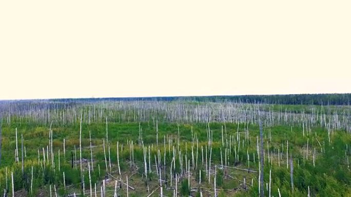 被烧毁的死亡森林景观的鸟瞰图。4K。