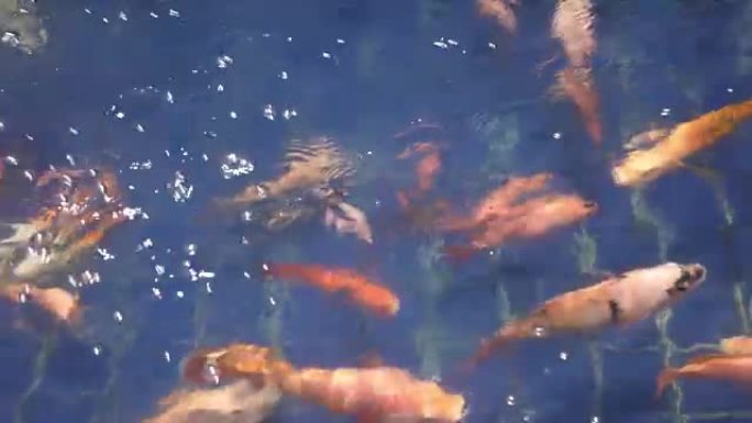 池塘里的锦鲤鱼4k