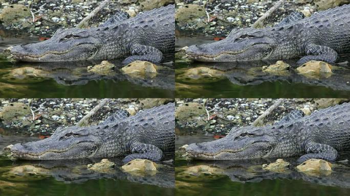 野生鳄鱼鳄鱼捕猎攻击状态的鳄鱼