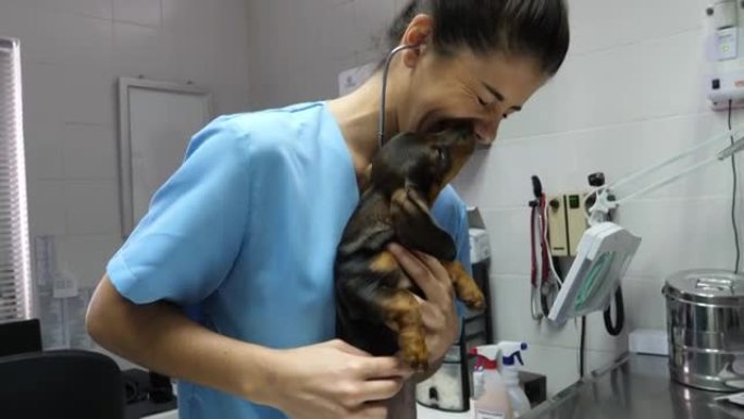 美丽的女兽医用听诊器检查一只小狗的慢动作看起来很开心