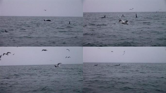 高清: 逆戟鲸鲸鱼大海海面喷水