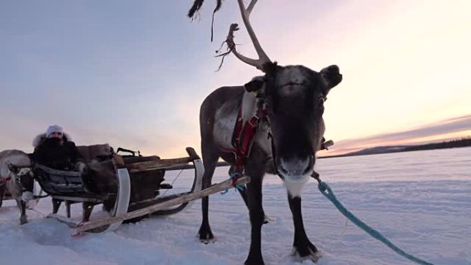 慢动作: 驯鹿雪橇上的女人穿越芬兰白雪皑皑的田野