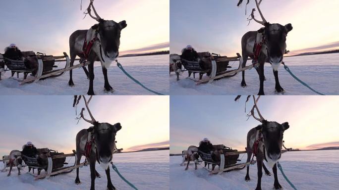 慢动作: 驯鹿雪橇上的女人穿越芬兰白雪皑皑的田野
