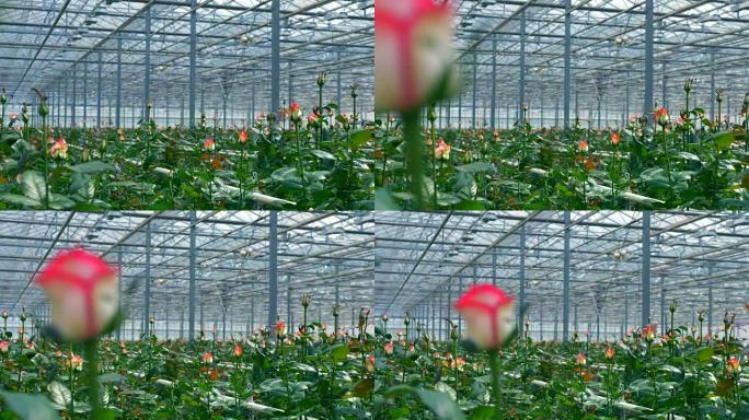 生长在大型温室中的玫瑰。