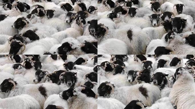 绵羊挤在一起