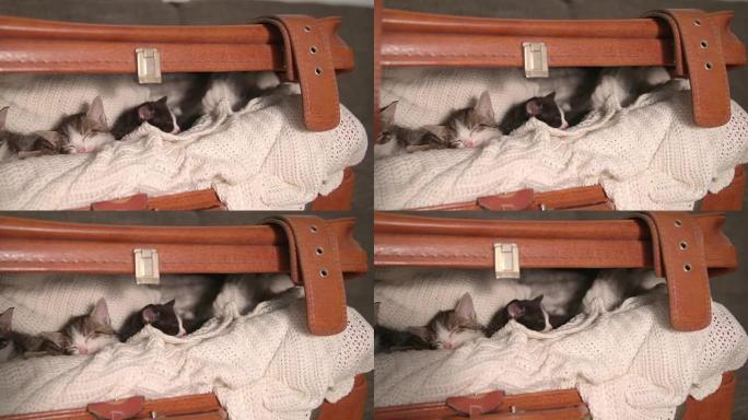 小猫在温暖的毯子里的兄弟姐妹中