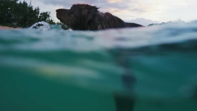 澳大利亚牧羊犬在蓝色海洋中游泳的特写镜头