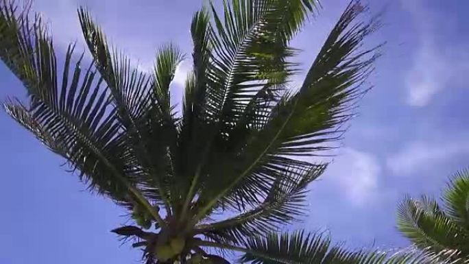 高清格式: 泰国素拉塔尼潘甘岛海滩上的椰子树