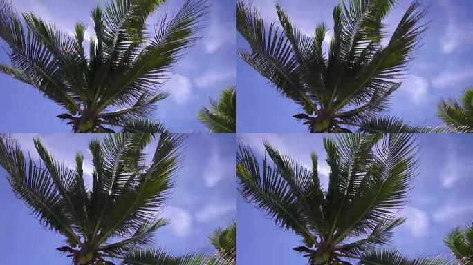 高清格式: 泰国素拉塔尼潘甘岛海滩上的椰子树