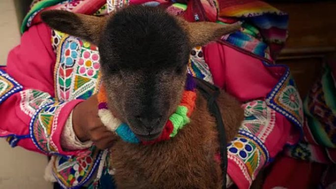南美妇女穿着传统服装持有的羔羊