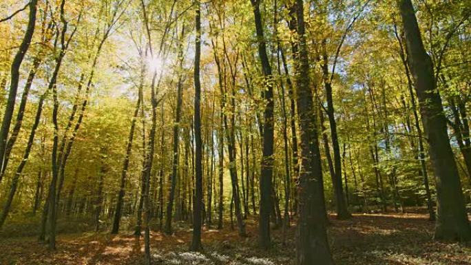 太阳女士在树林中宁静，田园诗般的秋天树木后面闪耀