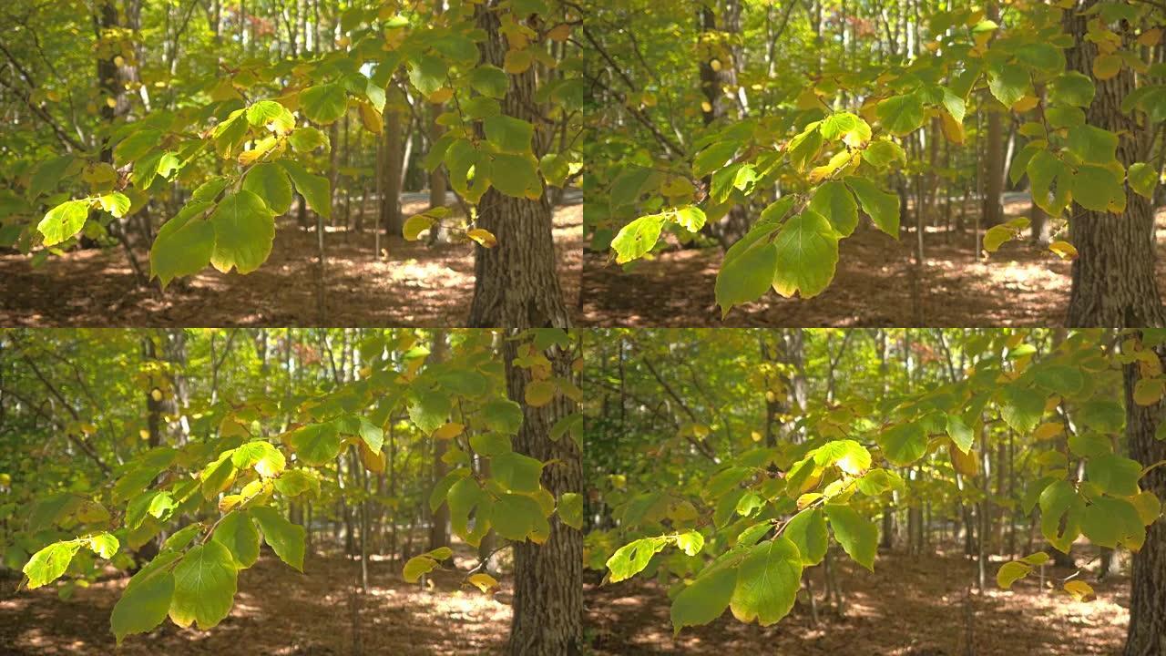 特写: 阳光明媚的秋天树枝上山毛榉叶子变黄的细节